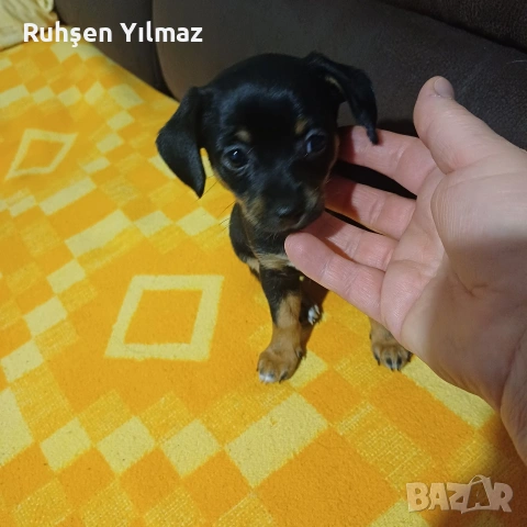 продавам 2 броя Пинчери 3 женски 1мъжко . На 40 дена са чакат новите си стопани , снимка 7 - Други - 53098096