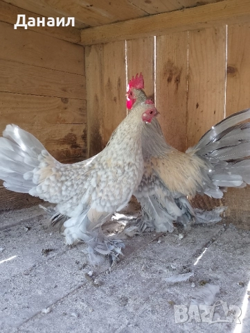 Холандска гащата, снимка 3 - други­ - 52245765