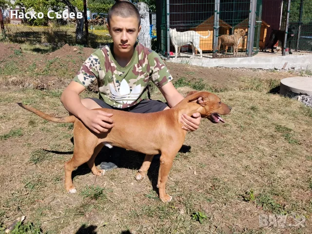 Американски битбул , снимка 2 - Питбул - 56398357