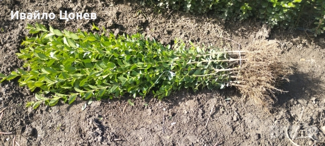 Лигуструм Овалифолиум - Цена за 1бр -0.70лв., снимка 9 - Разсади - 51955767