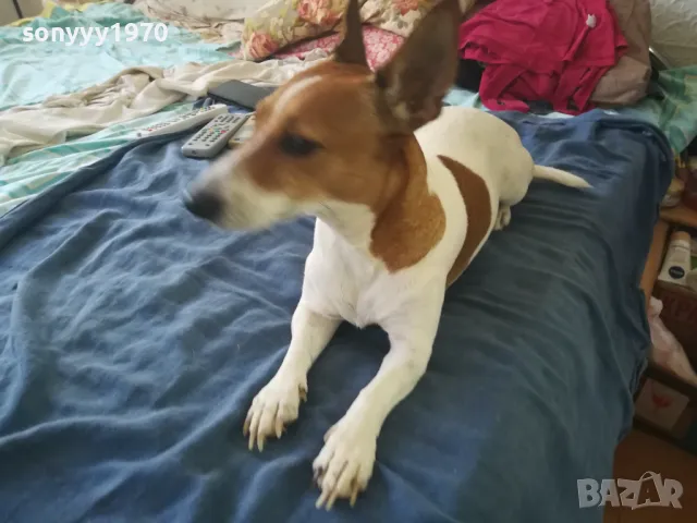 ДЖАК РЪСЕЛ 2510241712, снимка 5 - Джак ръсел териер - 47718696