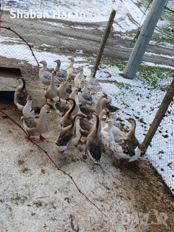 Продавам селски и лебедови гъски, снимка 2 - Патици и гъски - 53176800