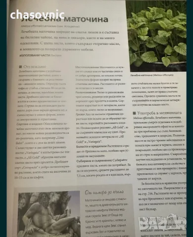 книга за света на билките! "НЕОБЯТНИЯТ СВЯТ НА БИЛКИТЕ" - Рийдърс Дайджест /// книги билки рецепти, снимка 4 - Здраве, медицина и спорт - 56241249