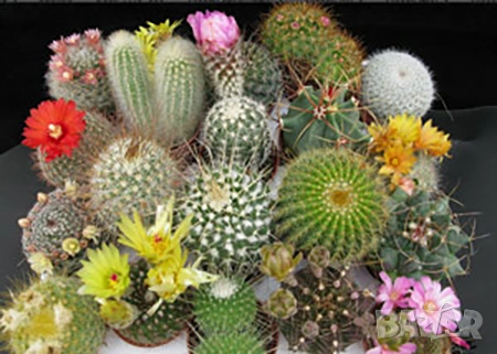 екзотични кактуси
