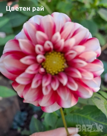 Грудки на няколко цвята далии , снимка 13 - Градински цветя и растения - 52506160