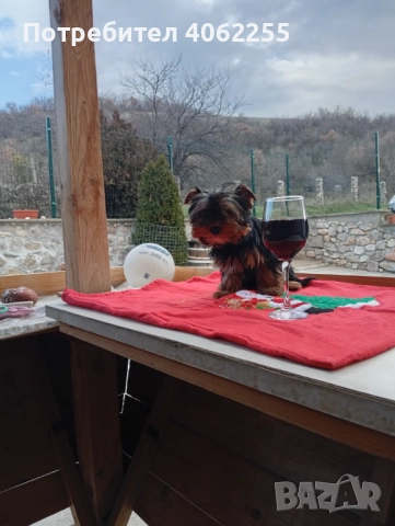 Йоркширски териер момче , снимка 2 - Йоркширски териер - 52955740