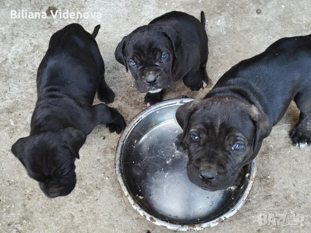 Продавам кученца Кане Корсо , снимка 11 - Кане корсо - 56329358