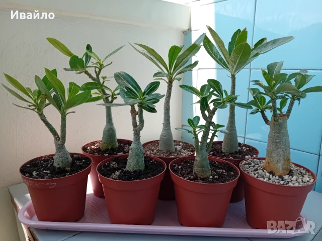 Адениум - Пустинна роза