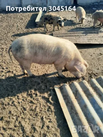 Продавам свободно отглеждани прасета за клане и майки прасета 