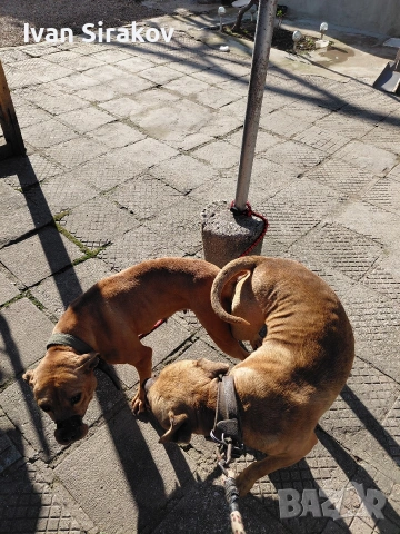 питбулчета от най-добрите разплодници в Европа , снимка 10 - Питбул - 54317331