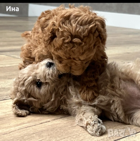 Той/тийкъп пудел кученца – Варна, снимка 3 - Пудели - 53934342
