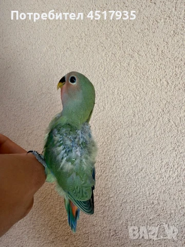 Папагали неразделки, снимка 2 - Папагали - 50979049