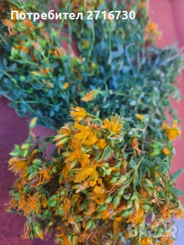 Жълт кантарион - билка от подножието на Рила , снимка 3 - Други - 51643716