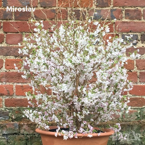 Японска вишна/(Фуджи череша), снимка 4 - Градински цветя и растения - 53890655