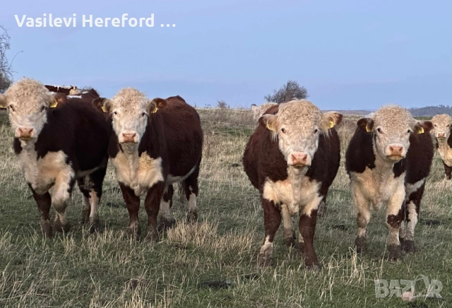 Елитни бикове Херефорд, снимка 2 - Крави - 52382123