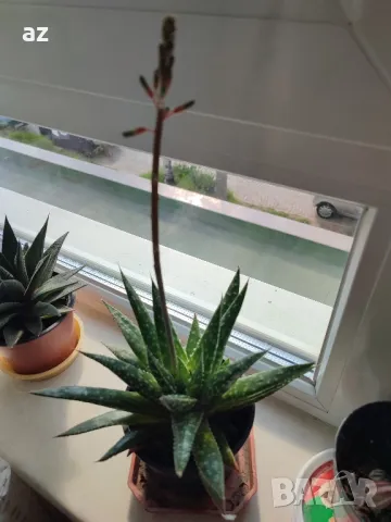 сукуленти, снимка 4 - Градински цветя и растения - 50249385