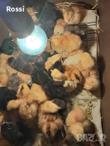 Дворни пиленца, снимка 5 - Кокошки и пуйки - 53276186