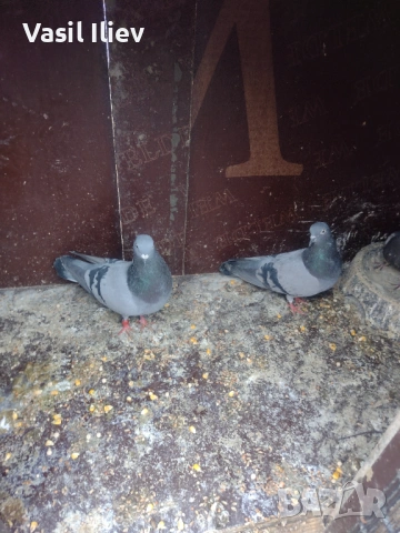 Има Бодан шанан Раде Матик кинчати 30 евро за бройка , снимка 12 - Гълъби - 54014898