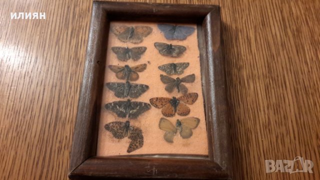 Колекция от пеперуди рамкирани  120лв за всички , снимка 4 - Колекции - 40701500
