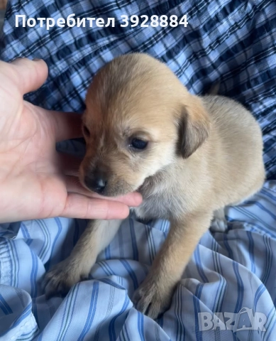 Подарявам кученца, снимка 8 - Други - 52871505