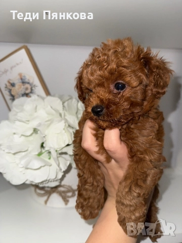 Той пудел момче, снимка 4 - Пудели - 52743432