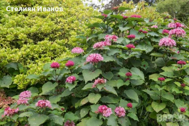 Клеродендрон на Бунге, студоустойчив клеродендрон (Clerodendrum bungei), снимка 1
