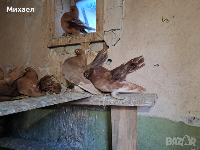 Ростовски (руски) гълъби