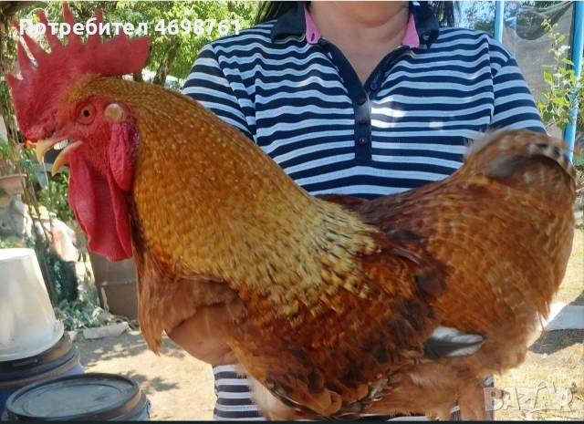 продавам петли и кокошки, снимка 3 - Кокошки и пуйки - 52968488