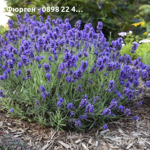 Лавандула - Разсад     При покупка на 5 бр - 1 бой подарък При покупка на 10 бр - 3 броя подарък, снимка 2 - Разсади - 37824400
