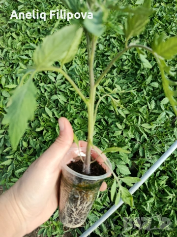 Продавам разсад за РАННИ домати в кофичка и тарелка, снимка 2 - Разсади - 54074773