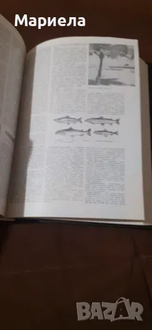 Енциклопедия    а  я, снимка 6 - Енциклопедии, справочници - 49044614