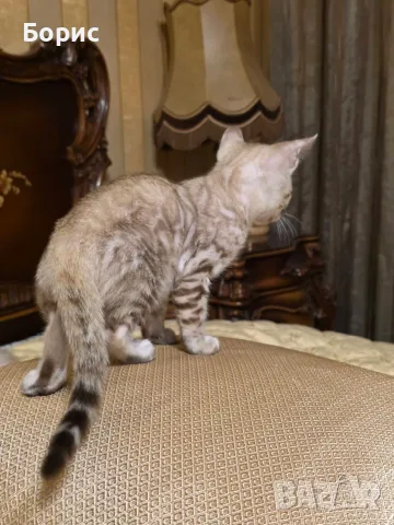 Бенгалски котета, снимка 2 - Бенгалски - 35882650