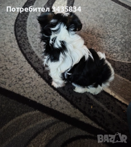 Бивер йоркширски териер, снимка 4 - Йоркширски териер - 54346668