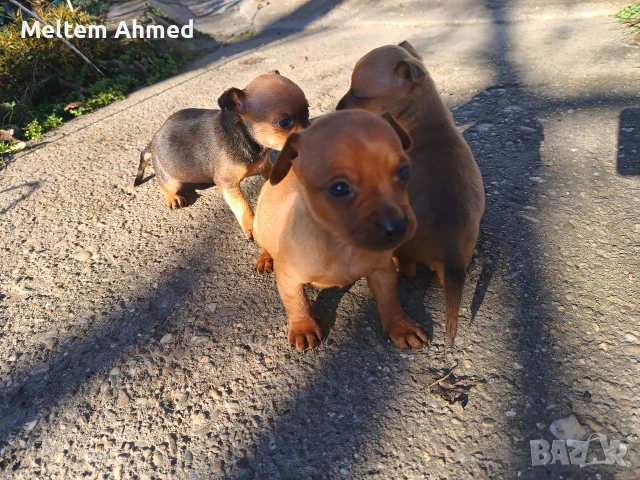 Продавам кучета пинчери 