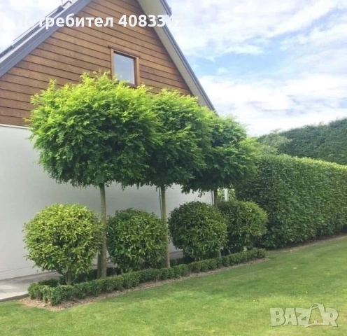 Кълбовидна Акация, снимка 4 - Градински цветя и растения - 52552994