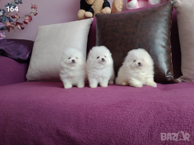 Чисто бели мини Померани. Реални снимки !, снимка 3 - Померан - 53877287