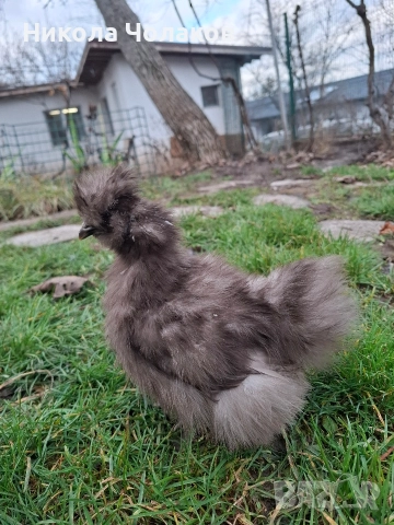 Американски копринки пилета , снимка 6 - Кокошки и пуйки - 52954194