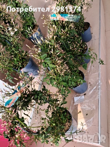 Жасмин (Ароматен-голям), снимка 3 - Градински цветя и растения - 54300380