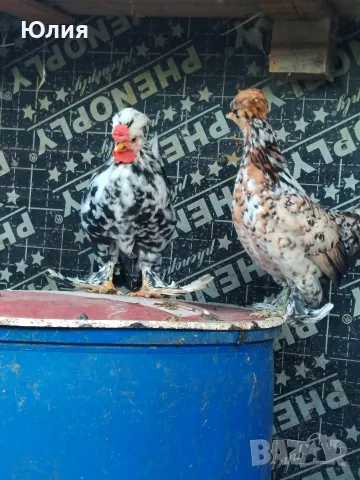 Продавам млади джинки, снимка 4 - Кокошки и пуйки - 56335142