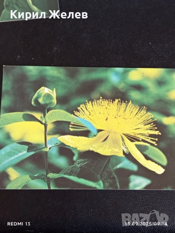 Четири пощенски картички МЕДОВА ПЕРУНИКА, СТРАНДЖАНСКА ЗВЪНИКА,ВОДНА ЛИЛИЯ 26474, снимка 9 - Филателия - 51697755