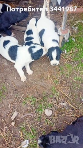 Каракачанки кучета , снимка 2 - Каракачанска овчарка - 52374828