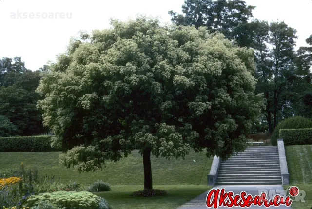 Продавам 400 висококачествени семена от медоносното дърво на пчеларя Еводия Даниели и разсад дръвчет, снимка 4 - Сортови семена и луковици - 49061583