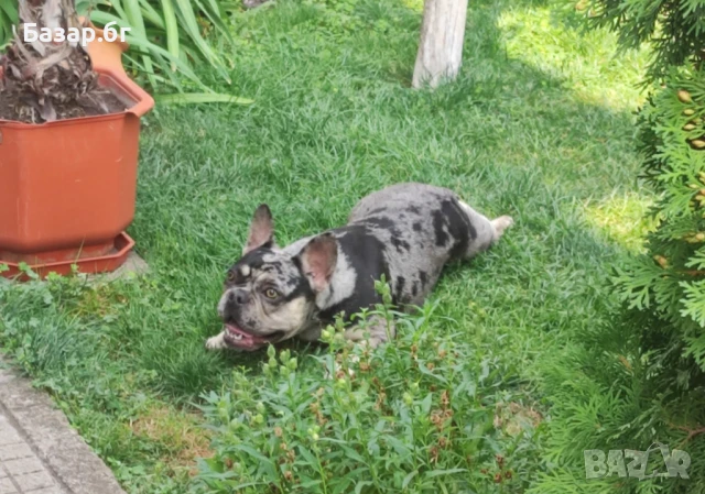 Френски булдог  черно Меркел с тан