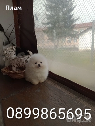 Померани.Реални снимки ! , снимка 4 - Померан - 54055195