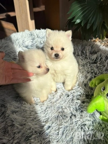 Померан , снимка 7 - Померан - 54325404