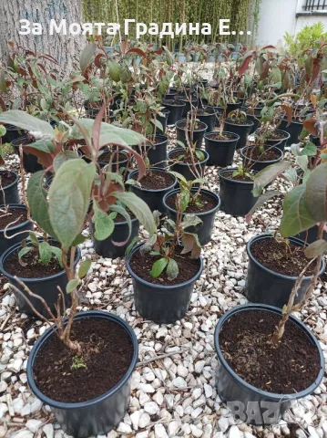 Горещ шоколад - Хортензия, снимка 4 - Градински цветя и растения - 49422148