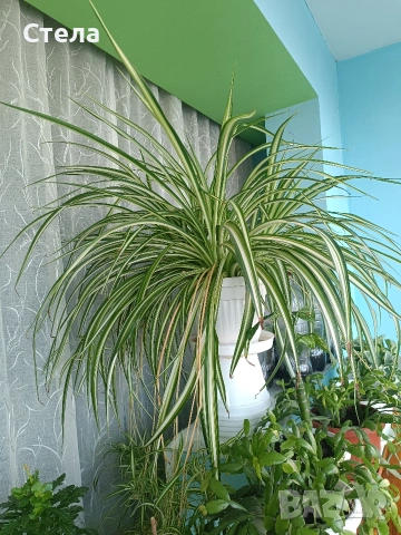 Хлорофитум бял, снимка 5 - Стайни растения - 54083035