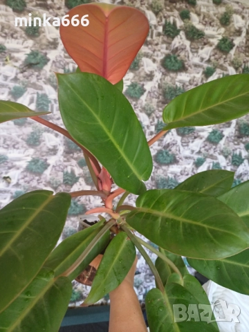 Голям филодендрон карамел, снимка 4 - Стайни растения - 52174147