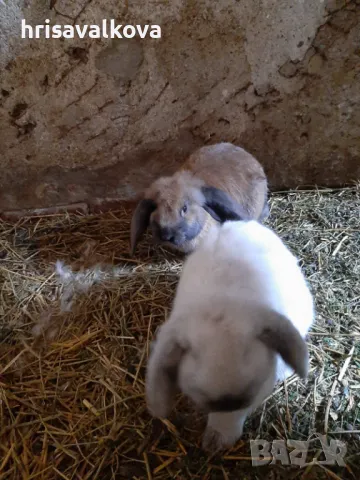 Белгийски великани, снимка 5 - Други - 48744936