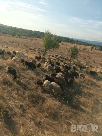 Млади балкански овце започват да се агнят , снимка 3 - Овце - 56353612
